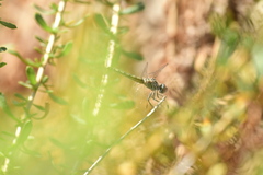 Pachydiplax longipennis