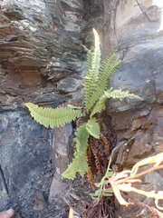 Dryopteris fragrans