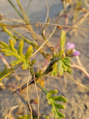 Cakile maritima