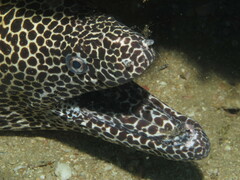 Gymnothorax favagineus