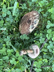 Porphyrellus sordidus