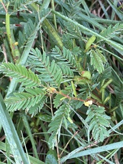 Chamaecrista nictitans