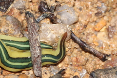 Caenoplana dubia