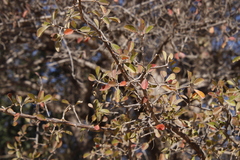 Diospyros