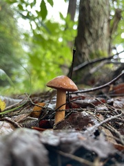 Chalciporus piperatus