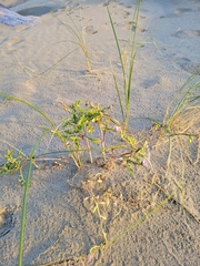 Cakile maritima
