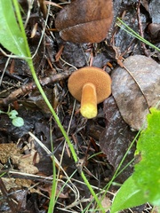 Chalciporus piperatus