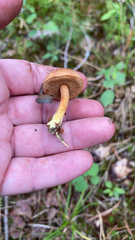 Chalciporus piperatus