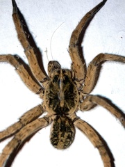 Tigrosa helluo