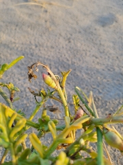 Cakile maritima