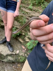 Regina septemvittata