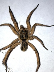 Tigrosa helluo