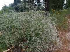 Gypsophila paniculata