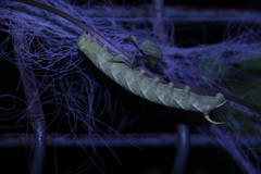 Macroglossum pyrrhosticta