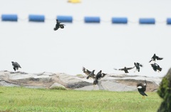 Acridotheres javanicus