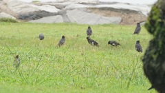 Acridotheres javanicus