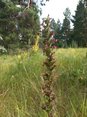 Pontechium maculatum