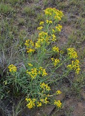 Senecio spartioides