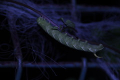 Macroglossum pyrrhosticta