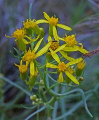 Senecio spartioides