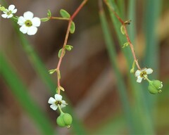 Euphorbia mercurialina