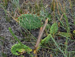 Opuntia phaeacantha