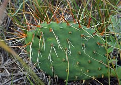 Opuntia phaeacantha
