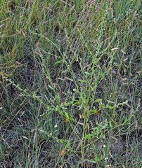 Chenopodium berlandieri
