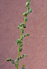 Chenopodium berlandieri