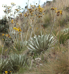 Espeletia