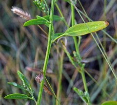 Chenopodium berlandieri