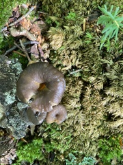 Craterellus tubaeformis