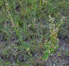 Chenopodium berlandieri
