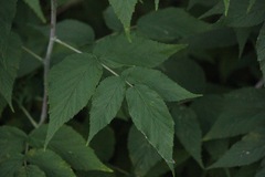 Rubus occidentalis