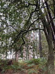 Andricus quercustozae