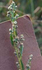 Chenopodium berlandieri