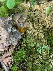 Craterellus tubaeformis