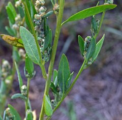 Chenopodium berlandieri