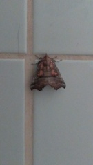 Scoliopteryx libatrix
