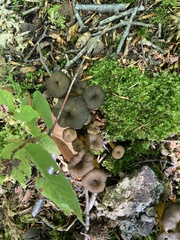Craterellus tubaeformis