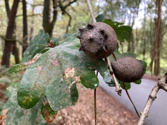 Andricus quercustozae