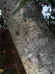 Salix scouleriana