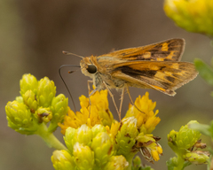 Hylephila phyleus