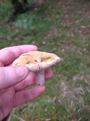 Russula ochroleuca