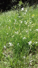 Anthericum ramosum
