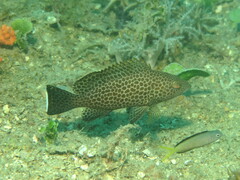 Areolate Grouper photo 5