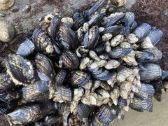 Pollicipes polymerus