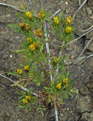 Dyssodia papposa