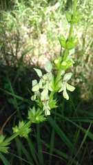 Stachys annua