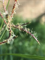 Cyperus rotundus